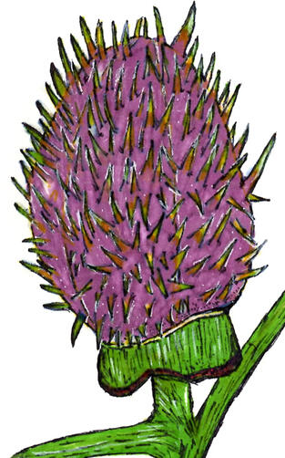 Jimson Pod